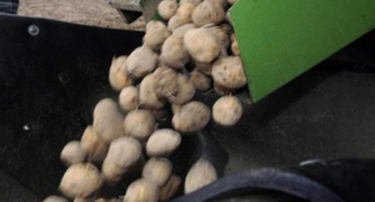 В результате ДТП в Киеве на дорогу высыпалось полтонны картошки
