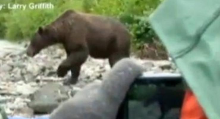 На Аляске туристы удивили медведя гризли, никак не отреагировав на его атаку