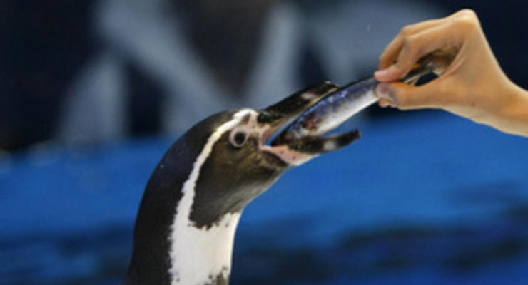 В Токио разыскивают сбежавшего из зоопарка пингвина