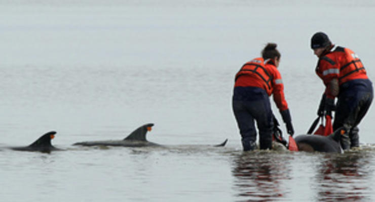 В Бразилии спасли 30 дельфинов, которые выбросились на сушу