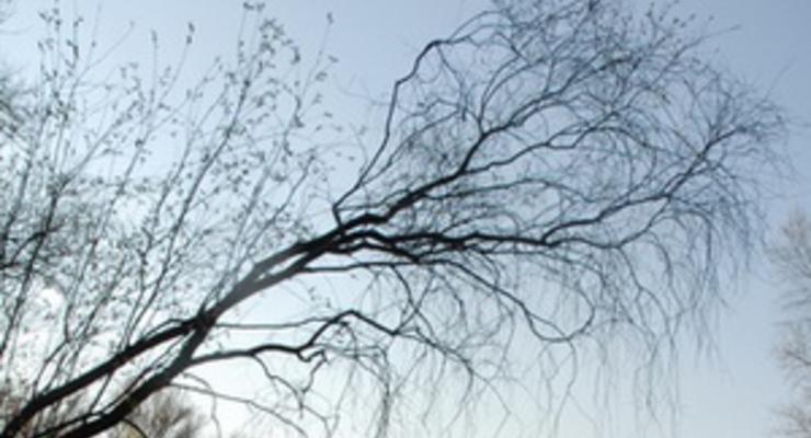 В Запорожье 68-летний пенсионер просидел на дереве почти всю ночь