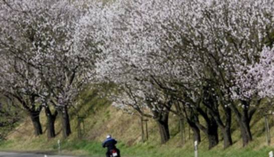 В Японии отменили фестиваль сакуры из-за Северной Кореи