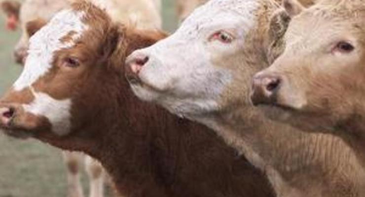 Беларусь временно запретила ввоз скота из ЕС