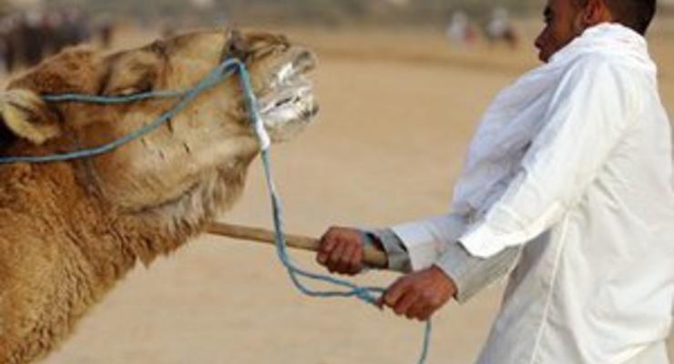 Египетские погонщики верблюдов пригрозили заблокировать правительство и дороги