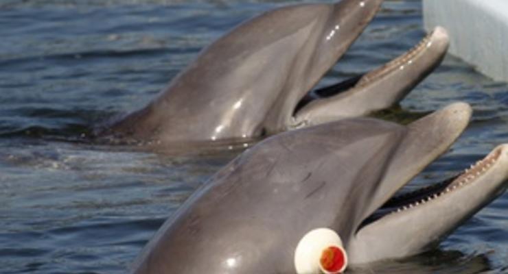 В Азовском море во льдах застряли более 50 дельфинов
