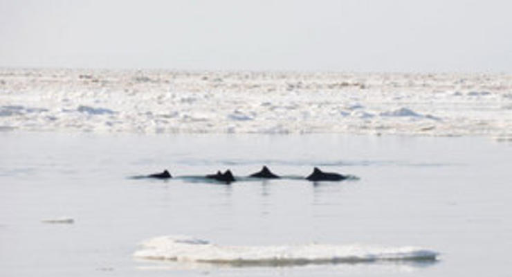 Дельфины, застрявшие во льду у берегов Крыма, уплыли в море