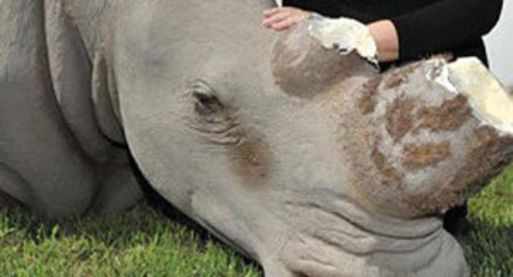 В ЮАР модель носорога пострадала от рук охотника за рогами