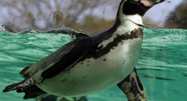 В Токио спустя месяц свернули поиски пропавшего пингвина