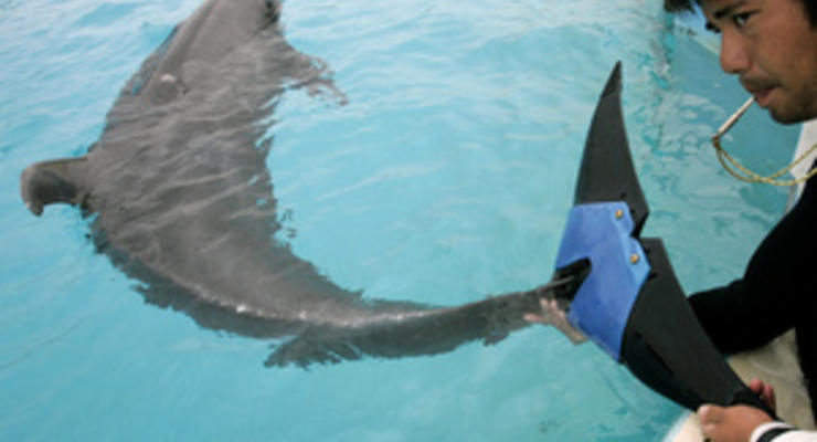 В Евпатории откроют самый большой дельфинарий в Украине