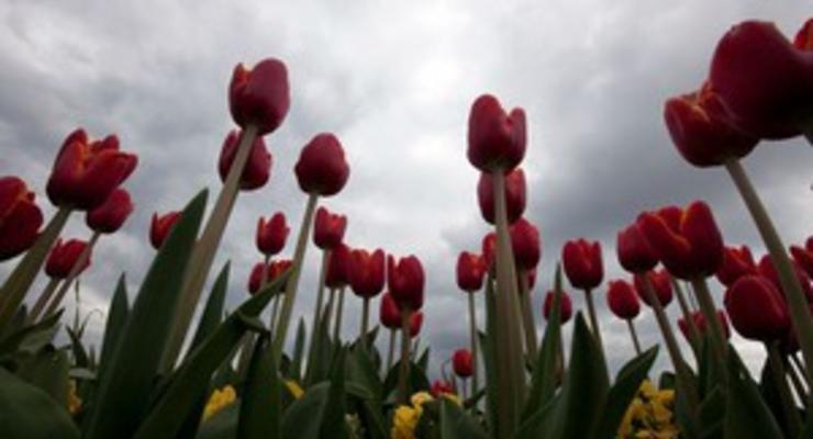 В Киеве на Певческом поле пройдет выставка тюльпанов