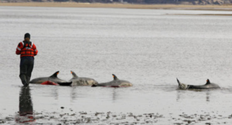 С начала года на северном побережье Перу погибли почти 900 дельфинов