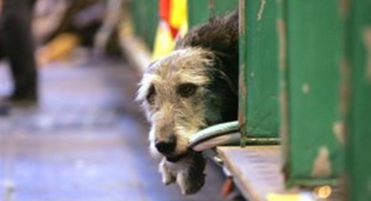В Киеве зафиксировали новые случаи отравления собак