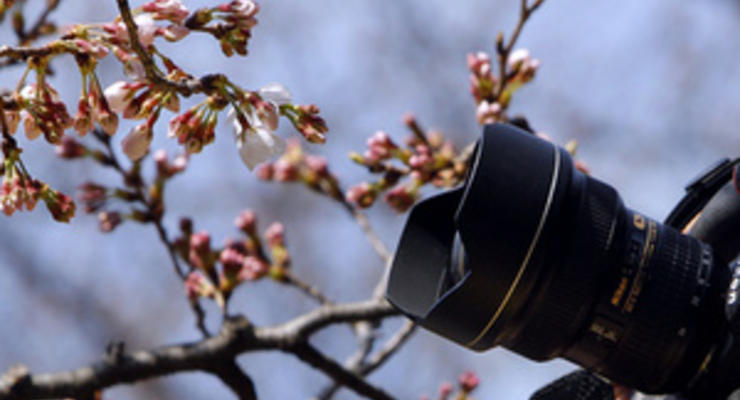 Аллея сакур в столичном парке Киото попала в Национальный реестр рекордов