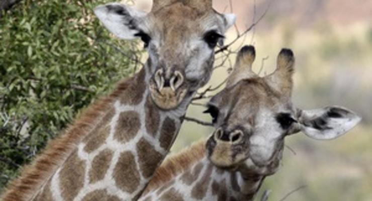 После ночной атаки вандалов на польский зоопарк погибли два жирафа