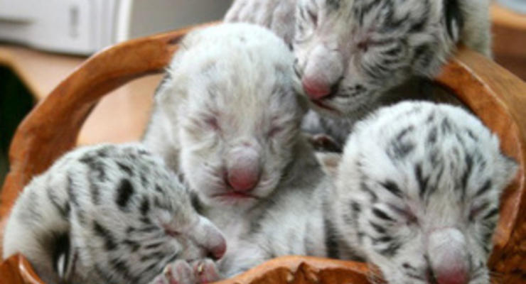 Фотогалерея: Тигрюля стала мамой. Известная в Украине самка тигра-альбиноса привела потомство