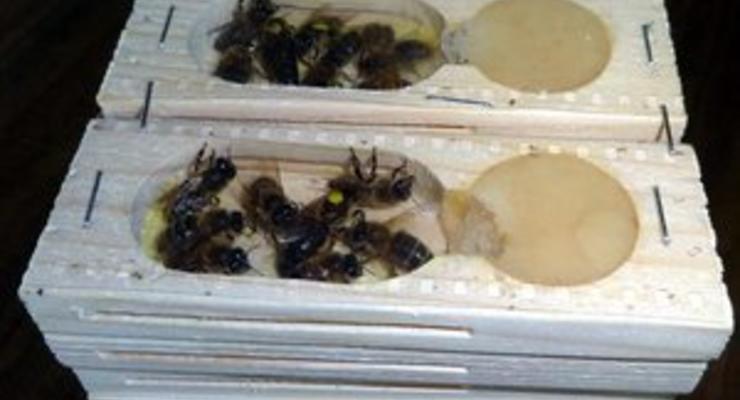 Гражданка России пыталась вывезти из Украины 157 контейнеров с ценными пчелами