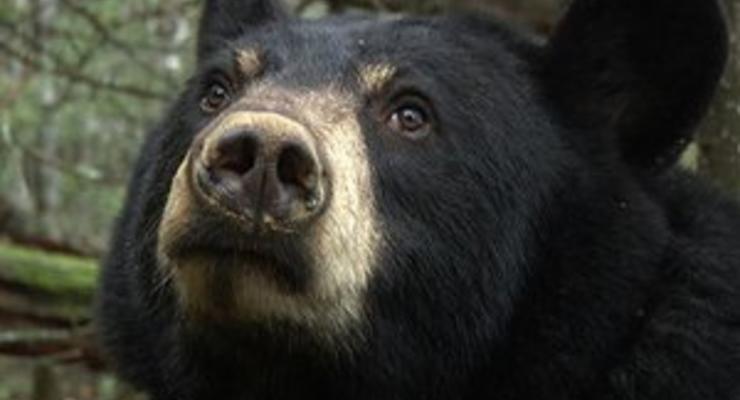 Медведь похитил у жителя США мешок семечек
