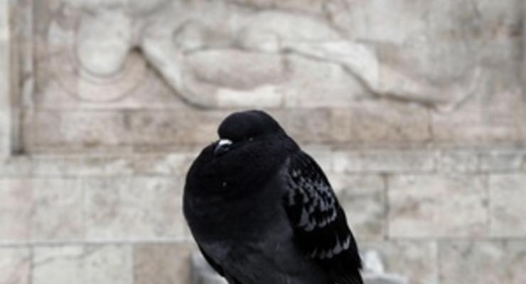 В Женеве за кормление голубей будут наказывать штрафами