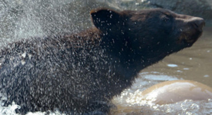 В Калифорнии медведь пришел искупаться в частный бассейн