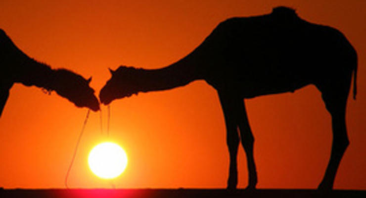 В Сомали исламисты обещают 10 верблюдов за информацию о местонахождении Обамы