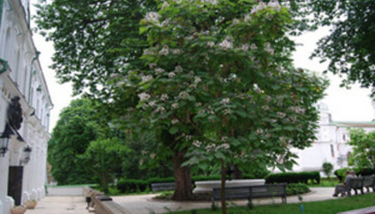 В Киево-Печерском заповеднике зацвело "небесное дерево"