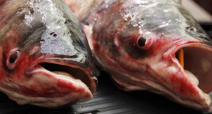 Экологическая прокуратура изъяла на рынках Киева 600 кг незаконно выловленной рыбы