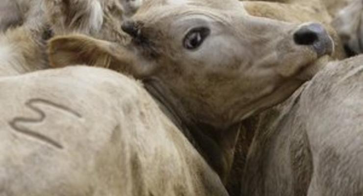 Голландские депутаты отказались запрещать забой скота по традициям ислама и иудаизма