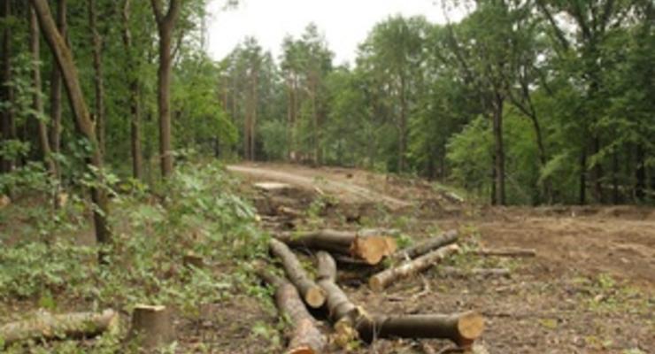 Общественность Харькова бьет тревогу из-за вырубки деревьев в парке Горького