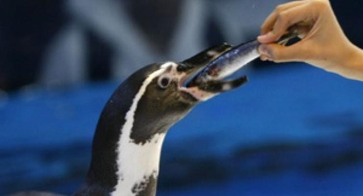 В Японии сбежавшему из аквапарка пингвину дадут имя