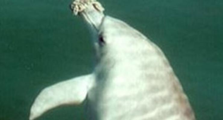 В Феодосии откроют дельфинарий