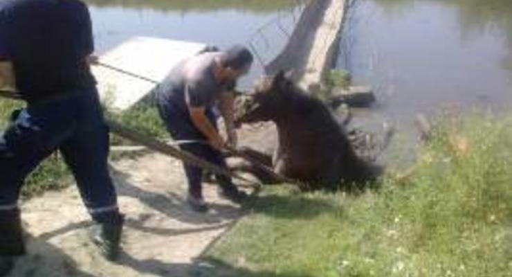 В Хмельницкой области спасатели вытащили из трясины коня