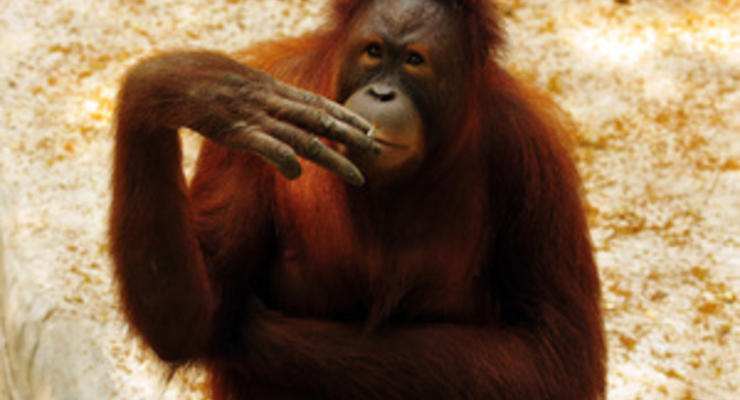 В Индонезии курящую обезьяну решили отправить в реабилитационный центр