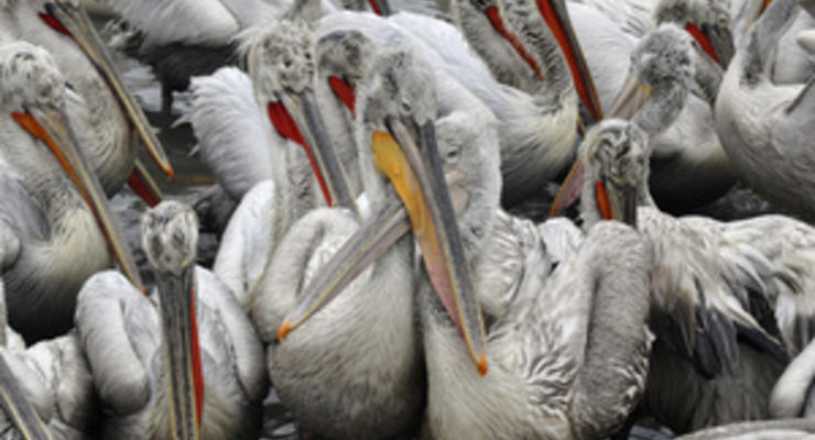 В Донецкой области за одну ночь была уничтожена единственная в Украине колония косматых пеликанов
