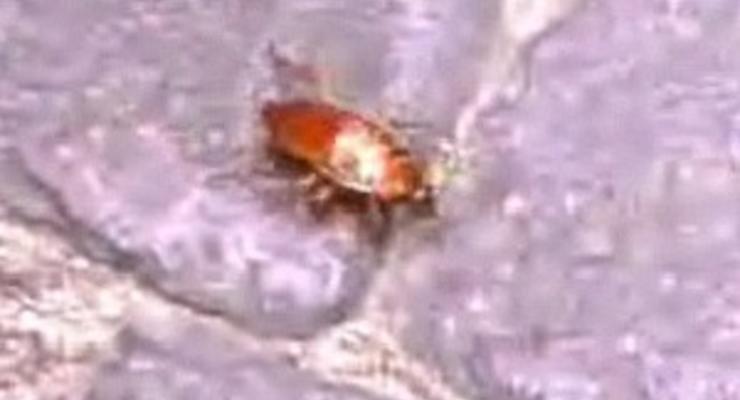 Неаполь переживает нашествие гигантских тараканов