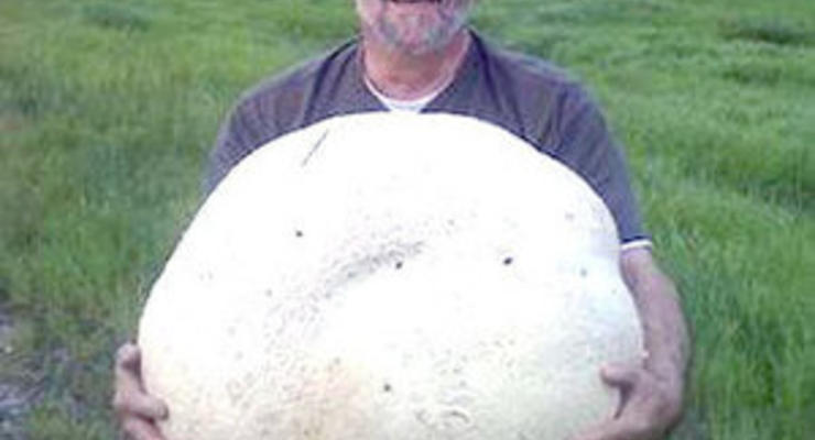 Житель Канади знайшов 26-кілограмовий гриб-дощовик