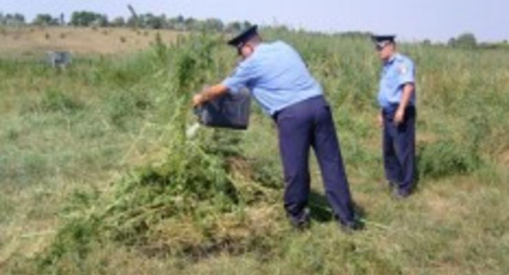 В Луганской области милиция обнаружила пенсионера, который вырастил поле конопли