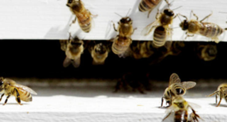 Офисное здание в Стокгольме атаковали тысячи пчел