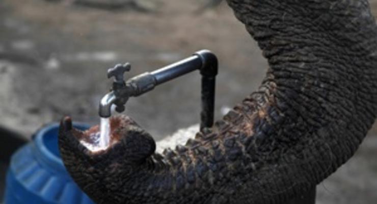 Самок для слона Хораса в киевском зоопарке купят нардепы