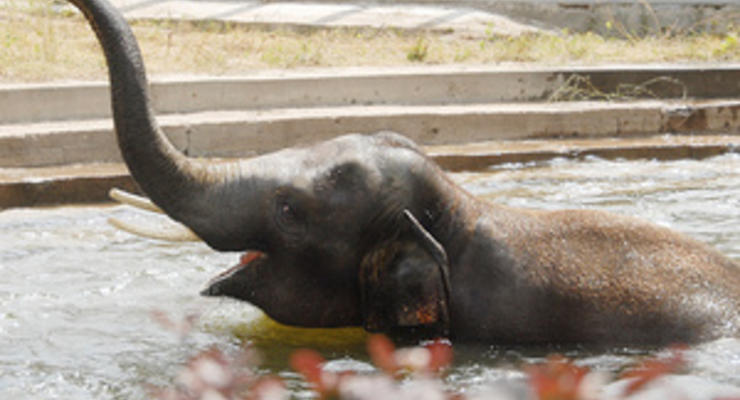 Фотогалерея: Слон - огонь. Киевский зоопарк показал нового слоненка