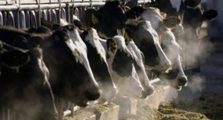 В Волынской области обнаружили неизвестный вирус у скота