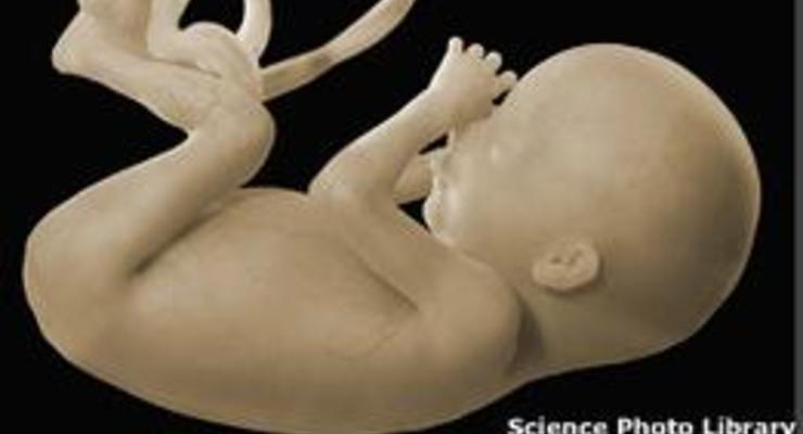 Найденные в лесу на Урале эмбрионы - "отходы больниц"