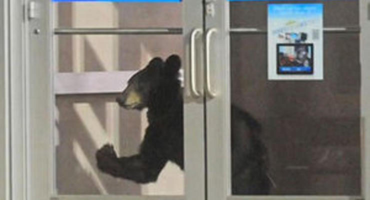 В США в торговый центр забрела медведица