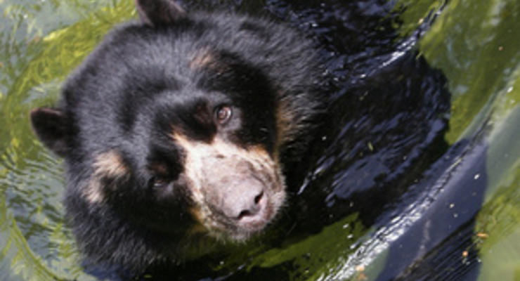 Жителям Сибири посоветовали шуметь в лесу и не смотреть медведю в глаза