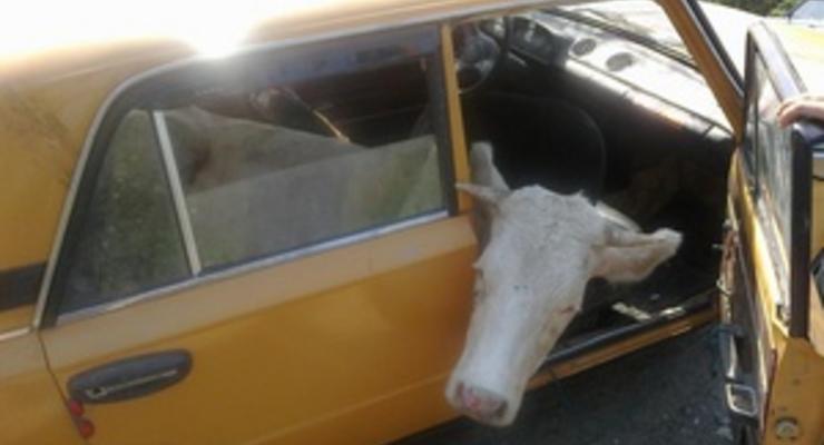 Житель Винницкой области пытался вывезти украденную корову в салоне Жигулей