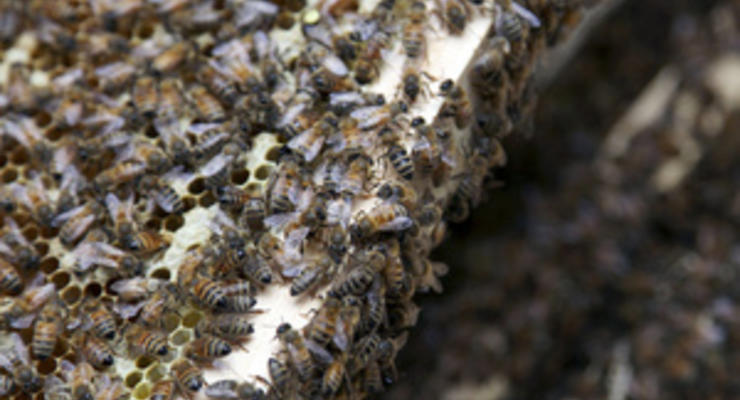 Житель Ивано-Франковской области скончался от укусов пчел