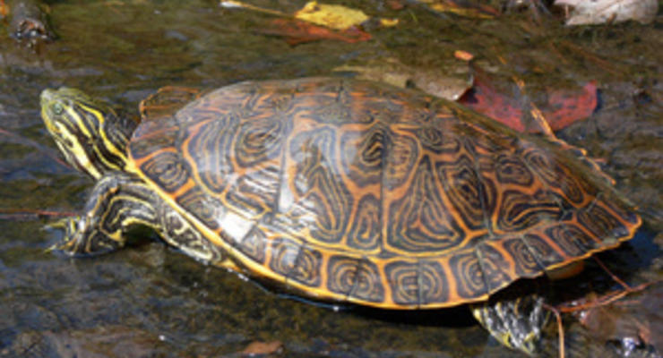 В Бангладеш из рук контрабандистов вырвали более тысячи черепах