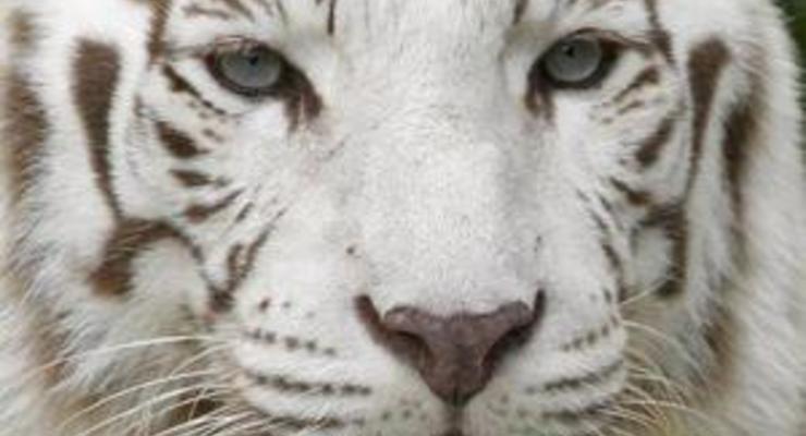 В Чили белый тигр напал на служителя зоопарка