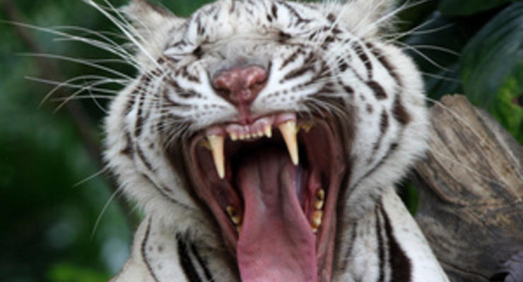 В Чили тигр напал на работника зоопарка