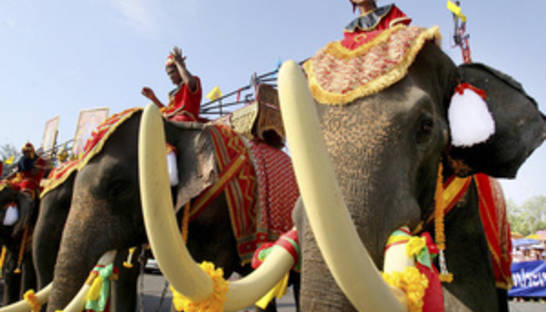 В Таиланде на церемонии с участием премьер-министра слон затоптал человека