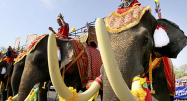 В Таиланде на церемонии с участием премьер-министра слон затоптал человека